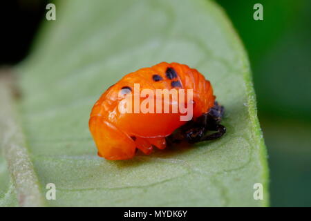 Eine Orange lady Bug, Cycloneda sanguinea, Puppe zum Schmetterling milkweed. Stockfoto