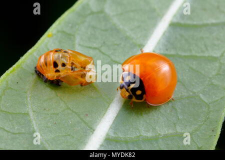 Eine Orange lady Bug, Cycloneda sanguinea, und seine Puppe nach entstehen. Stockfoto