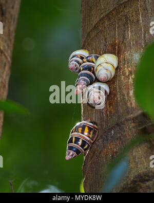 Liguus baum Schnecken auf einem Baumstamm gruppiert. Stockfoto