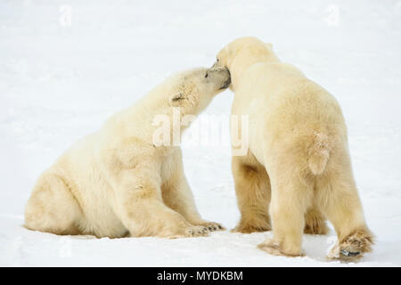 Eisbär (Ursus maritimus) Sparring Paar, Wapusk National Park, Cape Churchill, Manitoba, Kanada Stockfoto