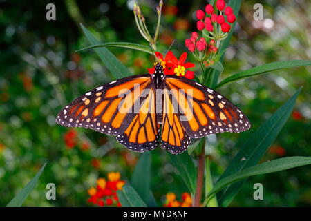 Ein monarch butterfly, Danaus plexippus, Fütterung auf Schmetterling milkweed. Stockfoto