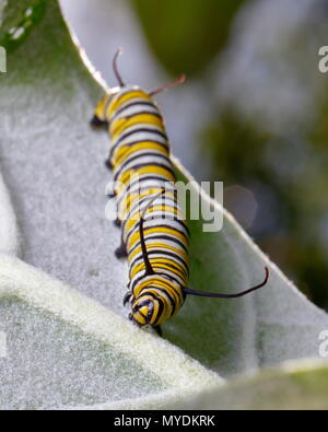 Ein Monarch Caterpillar. Danaus plexippus, Fütterung auf Afrikanischen milkweed. Stockfoto