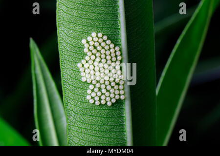 Polka Dot Wespen Motten und Eier oder Larven, Syntomeida epilais, schraffur Sequenzen auf der Oleander Blätter. Stockfoto