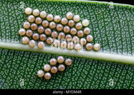 Polka Dot Wespen Motten und Eier oder Larven, Syntomeida epilais, bereit, auf oleander Blätter zu schlüpfen. Stockfoto