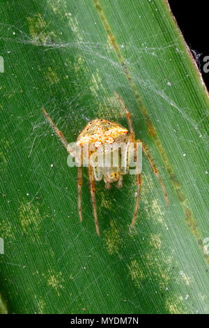 Ein Pirat Spinne, Familie Mimetidae in einem Web auf der Unterseite eines Blattes. Stockfoto