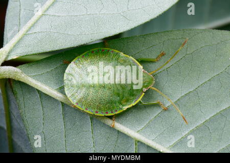 Eine südliche grüne Wanze Nezara viridula, stinken, ruht auf einem Blatt. Stockfoto