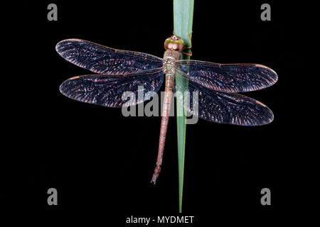 Eine twilight darner, Gynacantha nervosa, männlich, ruht auf einer Anlage. Stockfoto