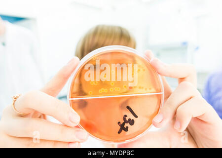Mikrobiologie Forschung. Techniker ein gesätes Platte zum Testen von anti-mikrobiellen Chemikalien einfüllen. Stockfoto
