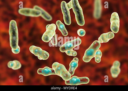 Computer Abbildung von Clostridium perfringens. Diese sind Grampositive, endospore-forming, stabförmige Bakterien. Vegetative und spore Stadien. Dieses Bakterium kommt häufig in den Darm des Menschen und viele Einheimische und wilde Tiere. Lebensmittelvergiftung tritt auf, wenn Nahrungsmittel wie Fleisch, Soße und Geflügel gekühlt werden und/oder nicht richtig aufgewärmt und eine große Anzahl von vegetativen Zellen werden aufgenommen. Toxinproduktion in der verdauungstrakt ist mit sporulation verbunden. C. perfringens ist auch eine wichtige Erreger von Wundinfektionen, eine Vielzahl von Toxinen, die sowohl lokal als auch systemisch Handeln zu produzieren. Stockfoto