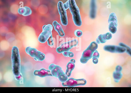 Computer Abbildung von Clostridium perfringens. Diese sind Grampositive, endospore-forming, stabförmige Bakterien. Vegetative und spore Stadien. Dieses Bakterium kommt häufig in den Darm des Menschen und viele Einheimische und wilde Tiere. Lebensmittelvergiftung tritt auf, wenn Nahrungsmittel wie Fleisch, Soße und Geflügel gekühlt werden und/oder nicht richtig aufgewärmt und eine große Anzahl von vegetativen Zellen werden aufgenommen. Toxinproduktion in der verdauungstrakt ist mit sporulation verbunden. C. perfringens ist auch eine wichtige Erreger von Wundinfektionen, eine Vielzahl von Toxinen, die sowohl lokal als auch systemisch Handeln zu produzieren. Stockfoto