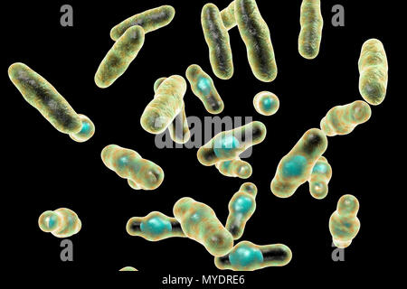 Computer Abbildung von Clostridium perfringens. Diese sind Grampositive, endospore-forming, stabförmige Bakterien. Vegetative und spore Stadien. Dieses Bakterium kommt häufig in den Darm des Menschen und viele Einheimische und wilde Tiere. Lebensmittelvergiftung tritt auf, wenn Nahrungsmittel wie Fleisch, Soße und Geflügel gekühlt werden und/oder nicht richtig aufgewärmt und eine große Anzahl von vegetativen Zellen werden aufgenommen. Toxinproduktion in der verdauungstrakt ist mit sporulation verbunden. C. perfringens ist auch eine wichtige Erreger von Wundinfektionen, eine Vielzahl von Toxinen, die sowohl lokal als auch systemisch Handeln zu produzieren. Stockfoto