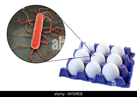 Übertragung von lebensmittelbedingten Infektionen von Hühnereiern, konzeptionelle Darstellung. Hühnereier sind oft mit unterschiedlichen Mikroorganismen, insbesondere Salmonella, Listeria und Staphylococcus aureus kontaminiert, dass der Erreger kann der Nahrung werden übertragbare Krankheiten. Stockfoto