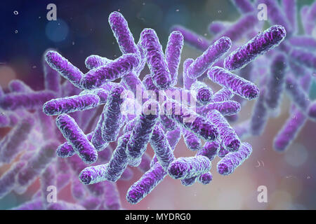 Enterobacteriaceae Bakterien, computer Abbildung. Diese sind Gram-negative stäbchenförmige Bakterien. Die Familie Enterobacteriaceae mit den Gattungen Escherichia, Shigellen, Salmonellen, Klebsiella, Yersinia, Citrobacter und Enterobacter. Einige dieser Bakterien verursachen Durchfallerkrankungen Infektionen (Salmonellen, Shigellen). Andere sind Vertreter der normalen Mikrobiom des Darm und andere Organe (Escherichia coli, Klebsiella spp.), sondern auch Krankheit in bestimmten Orten (chirurgische Wundinfektionen, Harnwegsinfektionen) oder im Falle einer verringerten Störfestigkeit (Pneumonie bei postoperativen verursachen Stockfoto