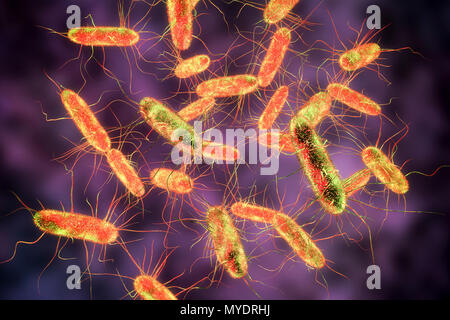 Salmonellen Bakterien, computer Abbildung. Salmonellen sp. Bakterien sind Gram-negative stabförmige Bakterien, die flagellen (Haar - wie Strukturen), dass Sie für die Fortbewegung verwenden. Sie können dazu führen, dass eine Lebensmittelvergiftung, wenn mit verunreinigten Nahrungsmitteln eingenommen wird. Symptome können Bauchschmerzen, Übelkeit, Durchfall und Erbrechen gehören. Stockfoto