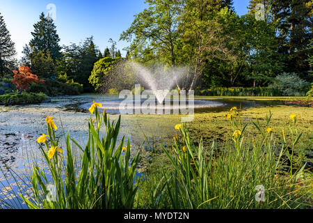Teich mit Springbrunnen, VanDusen Botanical Garden, Vancouver, British Columbia, Kanada. Stockfoto