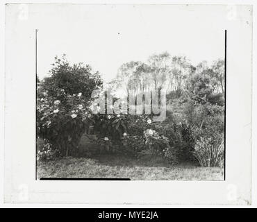 Glen Oaks, James Hobart Moore Haus, East Valley Road, Montecito, Kalifornien. Eukalyptus Stockfoto