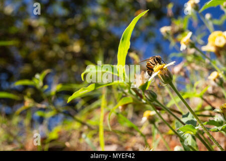 Asuncion, Paraguay. Juni 2018. Eine Honigbiene (APIs mellifera) ernährt den Nektar von Tridax Gänseblümchen oder Garnobenblüten (Tridax procumbens) auf einer Wildblumenwiese an einem sonnigen und angenehmen Nachmittag mit Temperaturen von etwa 19 °C in Asuncion, Paraguay. Anm.: Andre M. Chang/Alamy Live News Stockfoto