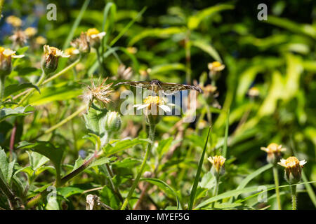 Asunción, Paraguay. 7 Jun, 2018. Eine Weiß-gepatcht Skipper oder weißer Fleck (Chiomara asychis) Schmetterling Feeds den Nektar der tridax Daisy oder coatbuttons (Tridax procumbens) blühende Blume in einem wildflower Meadow an einem sonnigen und angenehmen Nachmittag mit hohen Temperaturen um 19°C in Asunción, Paraguay. Credit: Andre M. Chang/ARDUOPRESS/Alamy leben Nachrichten Stockfoto