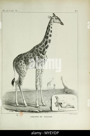 . Français: "Giraffe (sic) du Schinar", dans Audouin, Brongniart et Dumas, Annales des sciences naturelles, t. 11, 1827, Crochard, Paris, PL. 22. Abbildung de l' Artikel "Quelques Considérations sur la Giraffe", Gleichheit, Étienne Geoffroy Saint-Hilaire, S. 210 - 223, à propos de la Giraffe Offerte à Charles X de France par Méhémet Ali d'Égypte. Légende originale: Abb. 1. La Giraffe actuellement Vivante au Muséum d'Histoire Naturelle, réduite Au 17e de sa Grandeur. Abb. 2. La même, plus petite, Étant Couchée. Abb. 3. La même en marche, et conduite Par Sohn cornac. Abb. 4. Crâne d'une Giraffe du Cap. Stockfoto
