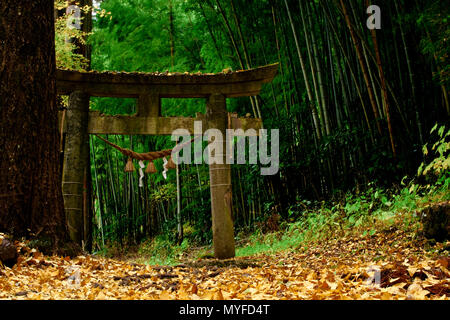 Historische Torii in einem Wald in Japan Stockfoto