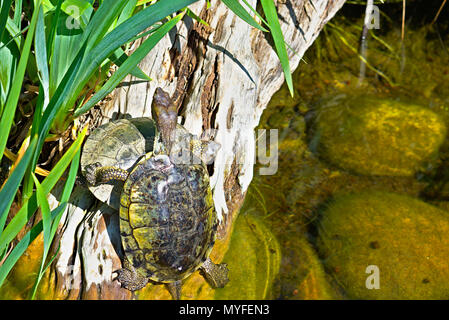 Zwei östliche PaintedTurtles auf Driftholz Stockfoto