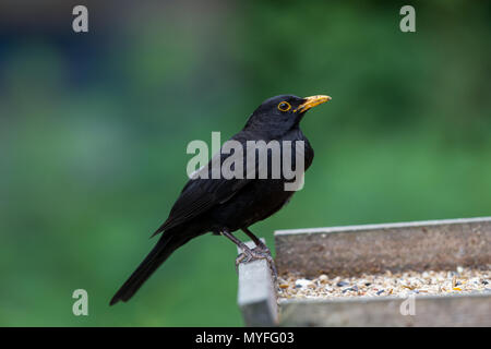 Amsel. Turdus merula. Portrait von einzelnen erwachsenen männlichen auf bird Tabelle thront. West Midlands. Britische Inseln. Stockfoto