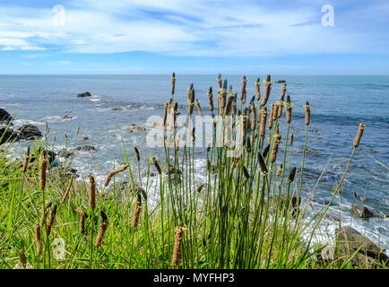 Wildes Gras mit seascape Hintergrund bei sonnigen Tag in South Island, Neuseeland. Stockfoto