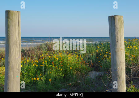 Dune Blumen mit blauen Wasser Horizont im Hintergrund Stockfoto