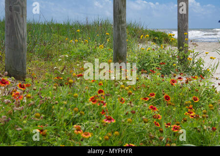 Feuerrad Blumen vorne mit gelben Blumen am Strand Düne mit drei Holz- Beiträge Stockfoto