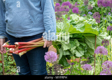 Rheum rhabarbarum. Gärtner, die geerntet Rhabarber Sticks im Frühjahr. Großbritannien Stockfoto