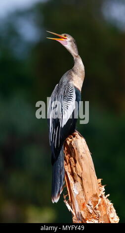 Eine weibliche Anhinga anhinga Anhinga,, auf einem toten Baum vocalizing thront. Stockfoto