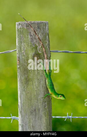 Ein Jugendlicher mexikanischen Stacheligen-tailed Leguan, Ctenosaura Larix spp., Aalen auf einem Zaunpfahl. Stockfoto