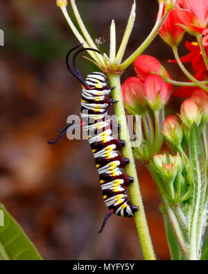 Eine Königin Schmetterling Raupe, Danaus gilippus, Fütterung auf tropischen Milch Unkraut. Stockfoto