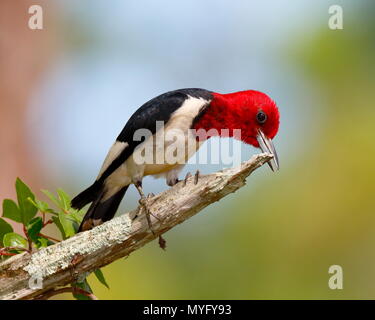 Eine rothaarige Specht, Melanerpes erythrocephalus, Schärfen ihren Gesetzentwurf auf einem toten Pine Tree Branch. Stockfoto