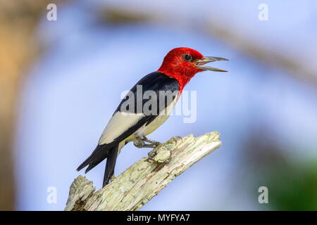 Eine rothaarige Specht, Melanerpes erythrocephalus, thront auf einem toten Pine Tree Branch. Stockfoto