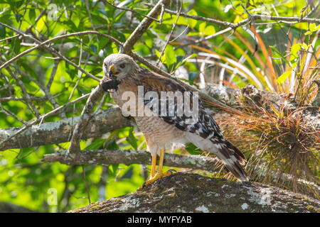 Dieses Rot - geschulterten Falken, Buteo lineatus, Essen ein Florida snapping Turtle, Chelydra serpentina Oceola. Stockfoto