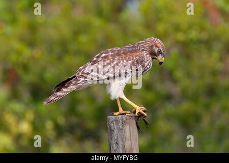 Dieses Rot - geschulterten Falken, Buteo lineatus, Essen ein flusskrebs. Stockfoto