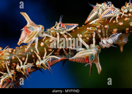 Thorn bugs, Umbonia crassicornis, Nymphen Dornen imitiert auf Akazie. Stockfoto