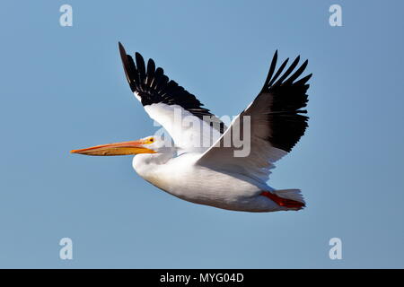 American White Pelican, Pelecanus erythrorhynchos, im Flug. Stockfoto