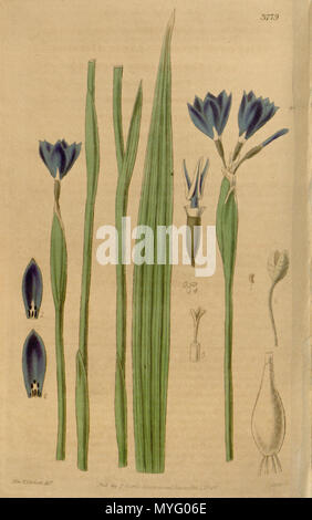 . Abbildung: Gelasine elongata. 1840. Walter Hood Fitch (1817-1892) Del., Swan sc. 204 Gelasine elongata Stockfoto