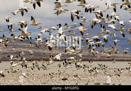 Schnee Gänse (Chen Caerulescens), Tule Lake National Wildlife Refuge, Kalifornien Stockfoto