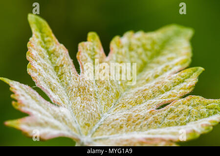 Kleine Haare Beschichtung der Oberfläche eines neuen Magill Estate Shiraz Rebsorten Blatt. Stockfoto