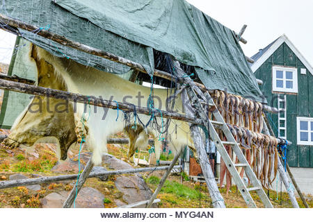Ein Eisbär verstecken und Arktische Kabeljau auf einem Wäscheständer an der Inuit Dorf Tiniteqikaq. Stockfoto