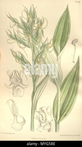 . Abbildung: Habenaria elwesii. 1896. M. S. del. (= Matilda Smith, 1854-1926), J. N. Fitch lith. (= John Nugent Fitch, 1840 - 1927) Beschreibung von Joseph Dalton Hooker (1817 - 1911) 227 Habenaria elwesii - Curtis' 122 (Ser. 3 Nr. 52) pl 7477 (1896) Stockfoto