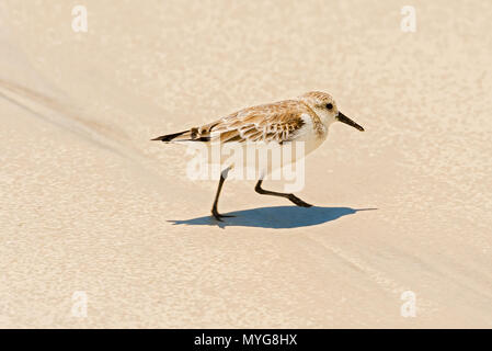 Galapagos Spottdrossel Walking am Strand im Tortuga Bay in Santa Cruz Island, Galapagos. Stockfoto