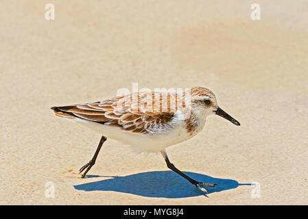 Galapagos Spottdrossel Walking am Strand im Tortuga Bay in Santa Cruz Island, Galapagos. Stockfoto