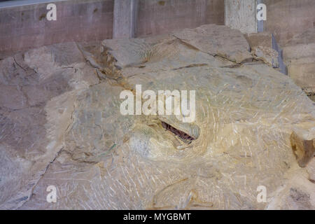 Camarasaurus Schädel und Wirbelsäule im Dinosaur Steinbruch im Dinosaur National Monument in Utah. Stockfoto