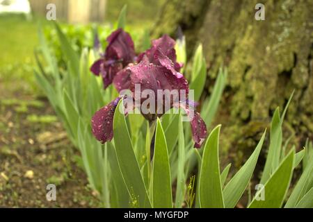 Miniatur dunkel Lila Iris Abloom nach einem Regenschauer Stockfoto