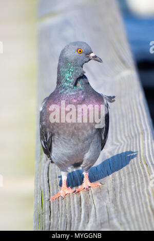 Feral Rock Taube (Columba livia var. domestica) stehen auf einem holzgeländer am Indischen Riverside Park in Jensen Beach, Florida, USA Stockfoto