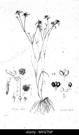 . Das ist ein ganz schreckliches Scan der Platte 11 von Ferdinand Bauer Illustrationes Florae Novae Hollandiae. Tricoryne elatiorbegonie Erdbeere.[1] Anfang des 19. Jahrhunderts. Ferdinand Bauer (1760-1826) 254 Illustrationes Florae Novae Hollandiae Platte 11. Stockfoto